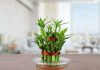 Caring for Lucky Bamboo- Step by Step tutorial caring for lucky bamboo