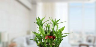Caring for Lucky Bamboo- Step by Step tutorial caring for lucky bamboo