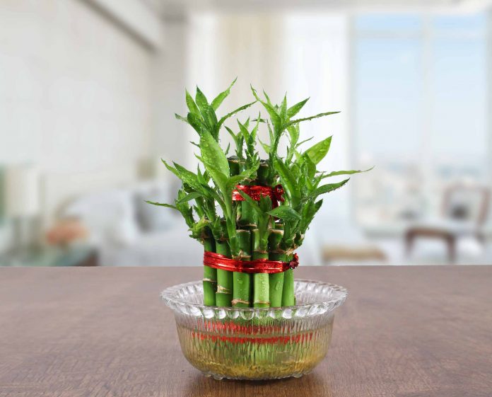 caring for lucky bamboo
