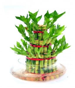 caring for lucky bamboo