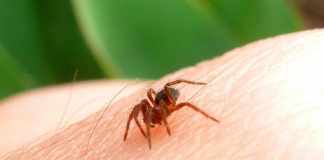 Easy Home Remedies For Spider Bites home remedies for spider bites