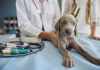 The Importance of basic science in veterinary medicine science