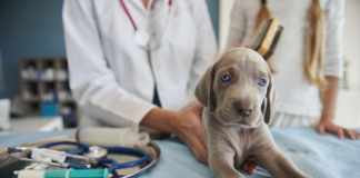 The Importance of basic science in veterinary medicine science
