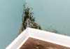 8 Tips To Prevent Mold Growth In Your House Mold In The House