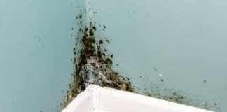 8 Tips To Prevent Mold Growth In Your House Mold In The House