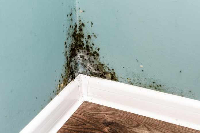 Mold In The House