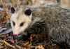 What do possums eat?- about possums that will amaze you! what do possums eat