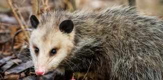 What do possums eat?- about possums that will amaze you! what do possums eat