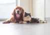 5 of the Healthiest Foods To Share With Your Dog Foods To Share With Dog