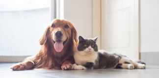 5 of the Healthiest Foods To Share With Your Dog Foods To Share With Dog