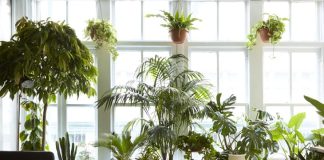 Fast Growing Indoor Plants: Adding Warmth To The Decor fast growing indoor plants