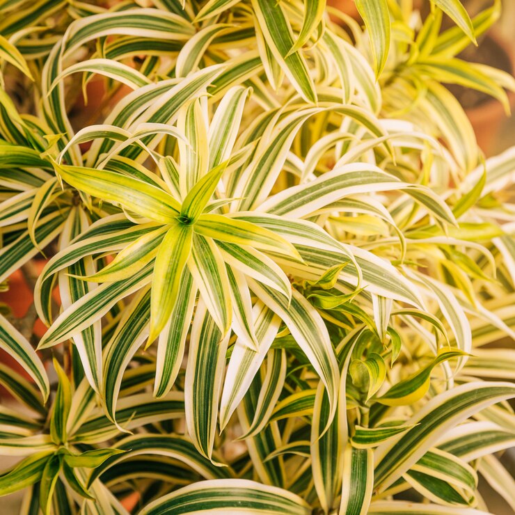 fast growing indoor plants