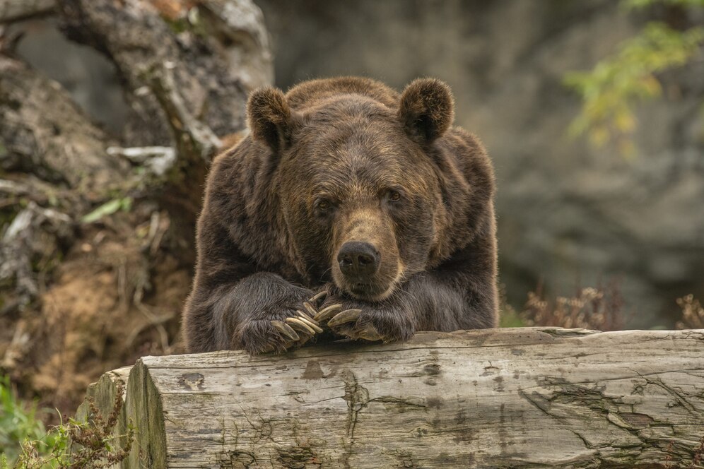 how long do bears hibernate