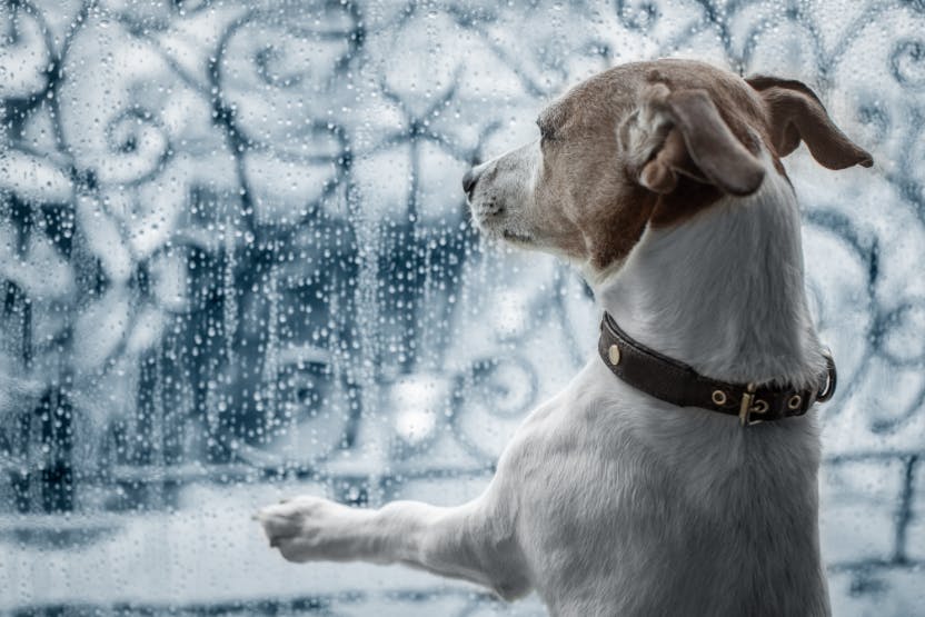 4. Increased rain and humidity in the environment- how far can a dog smell