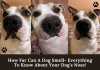 How Far Can A Dog Smell – All About Your Dog’s Nose! How Far Can A Dog Smell- Everything To Know About Your Dog's Nose!