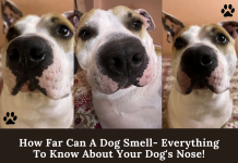 How Far Can A Dog Smell – All About Your Dog’s Nose! How Far Can A Dog Smell- Everything To Know About Your Dog's Nose!
