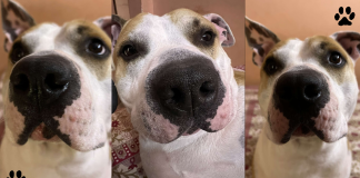 How Far Can A Dog Smell – All About Your Dog’s Nose! How Far Can A Dog Smell- Everything To Know About Your Dog's Nose!