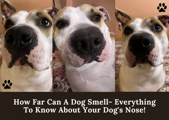How Far Can A Dog Smell- Everything To Know About Your Dog's Nose!