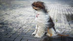 The direction of wind as a factor affecting dog's smelling power