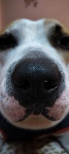 Factors Affecting How Far Can A Dog Smell