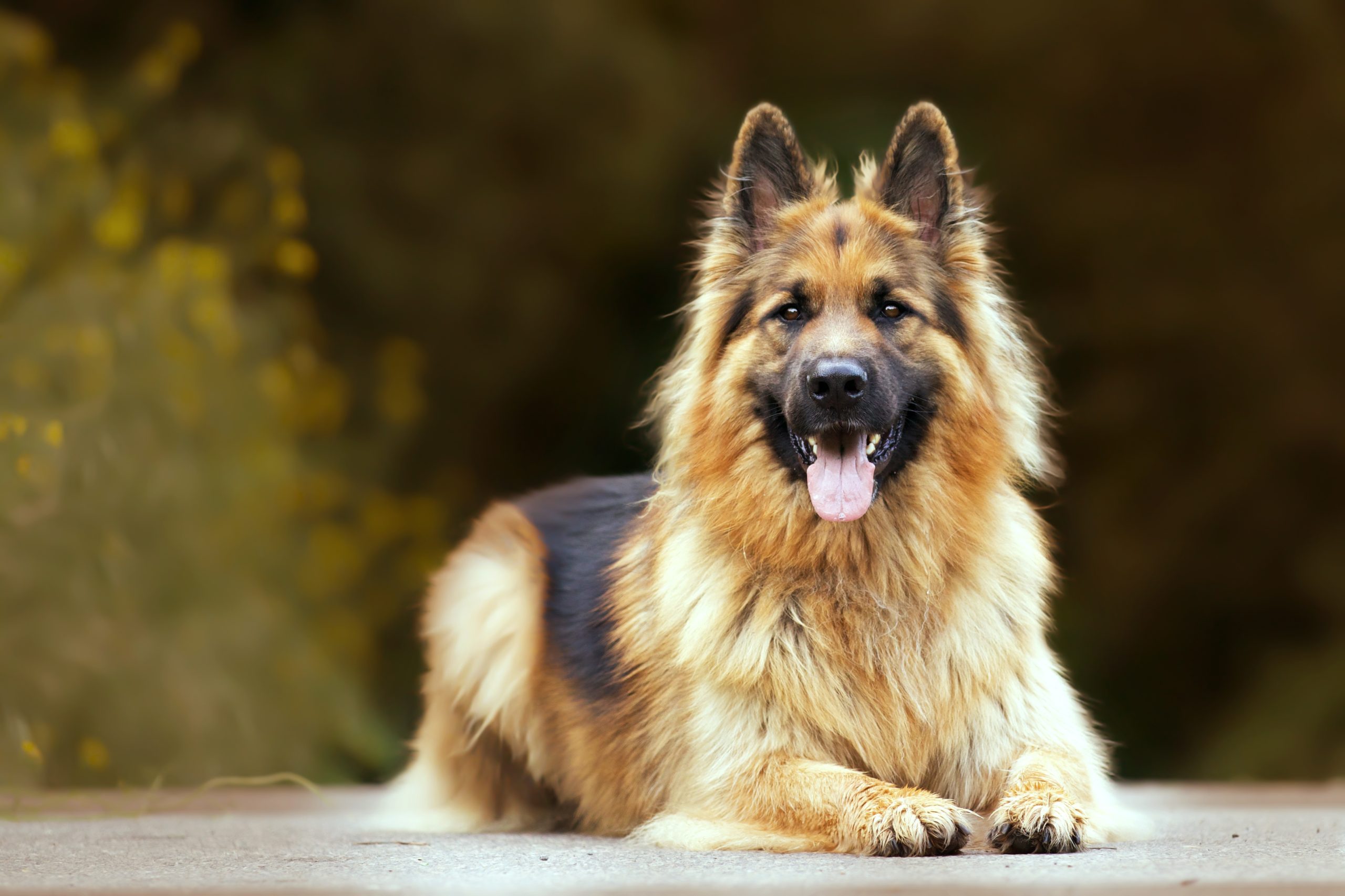 German shepherd- how far can a dog smell 