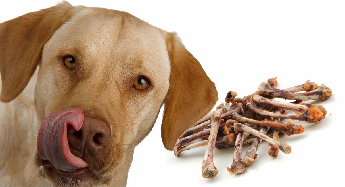 Specific health benefits of giving raw chicken bones to dogs!