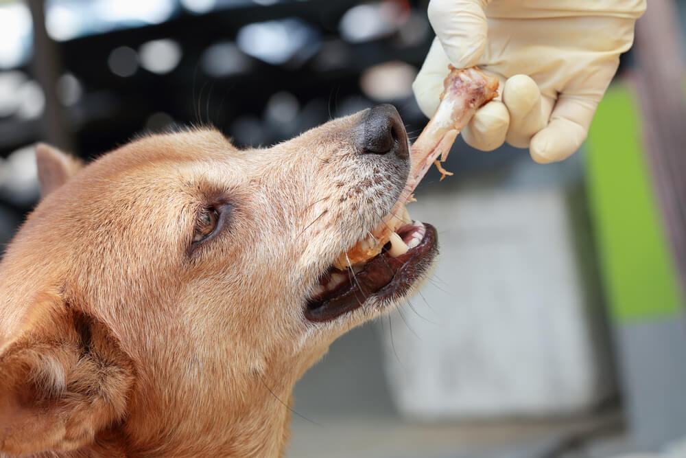 Benefits of giving raw chicken bones to your canine friend!