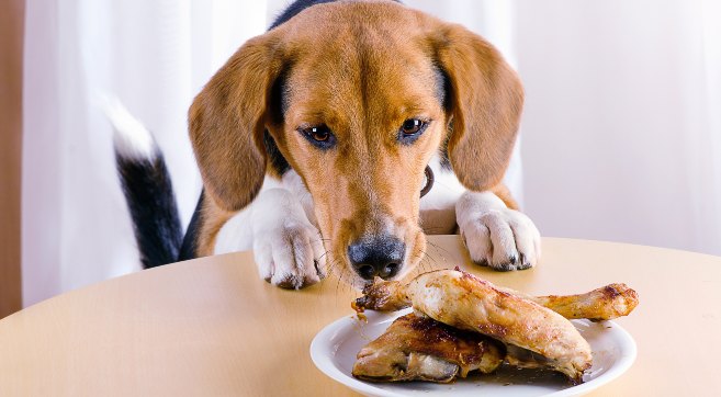 Can dogs eat raw chicken bones? 