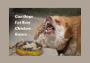 Can Dogs Eat Raw Chicken Bones- Everything To Know! Can Dogs Eat Raw Chicken Bones- Everything To Know