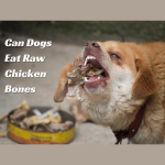 Can Dogs Eat Raw Chicken Bones- Everything To Know