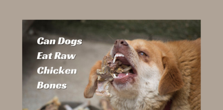 Can Dogs Eat Raw Chicken Bones- Everything To Know! Can Dogs Eat Raw Chicken Bones- Everything To Know
