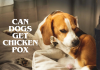Can Dogs Get Chicken Pox- Find Out Now! Can Dogs Get Chicken Pox- Find Out Now!