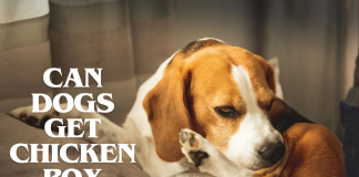 Can Dogs Get Chicken Pox- Find Out Now! Can Dogs Get Chicken Pox- Find Out Now!