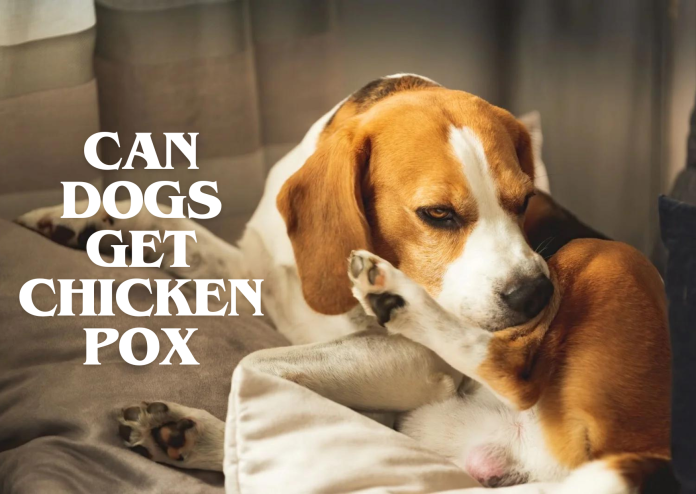 Can Dogs Get Chicken Pox- Find Out Now!