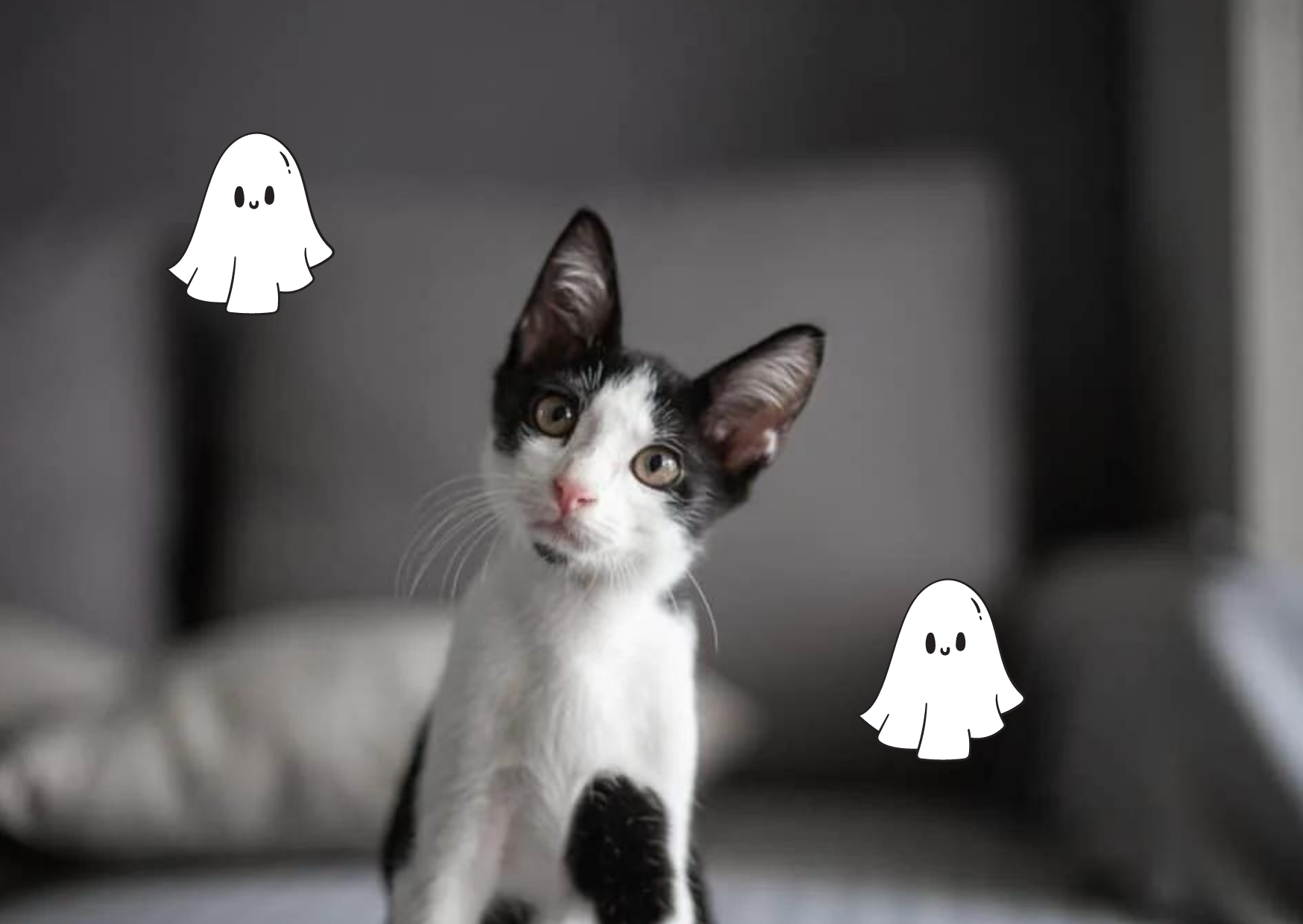 can cats see ghosts