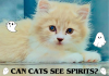 Can Cats See Spirits? A Myth Or A Fact? can cats see spirits?