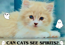 Can Cats See Spirits? A Myth Or A Fact? can cats see spirits?