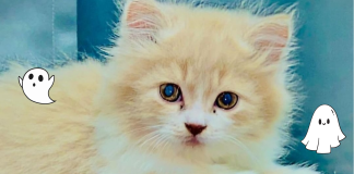Can Cats See Spirits? A Myth Or A Fact? can cats see spirits?