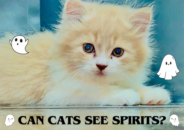 can cats see spirits?