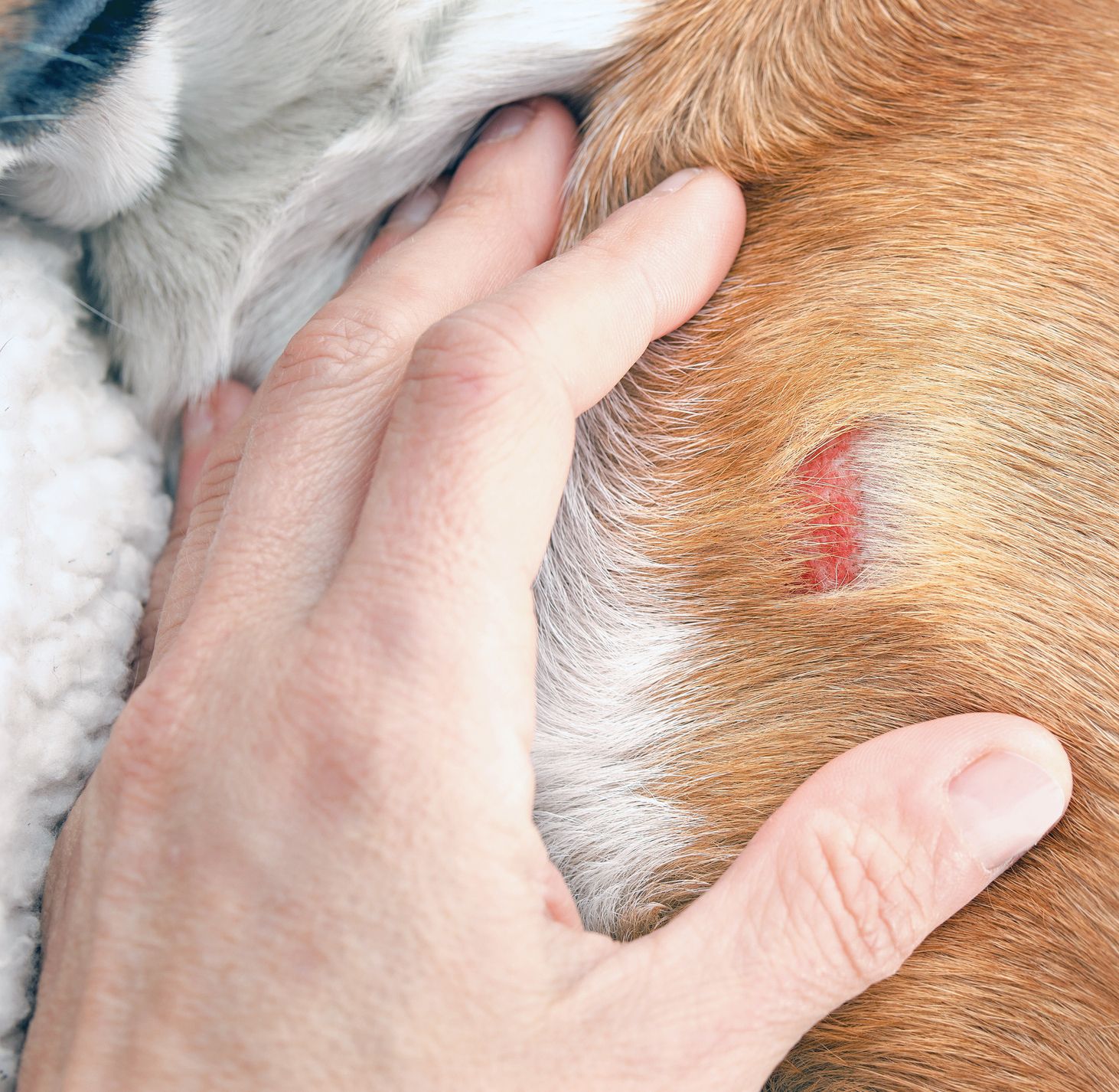 bacterial infection in pets