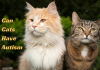 Can Cats Have Autism- Everything You Need To Know! Can Cats Have Autism- Everything You Need To Know!