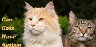 Can Cats Have Autism- Everything You Need To Know! Can Cats Have Autism- Everything You Need To Know!