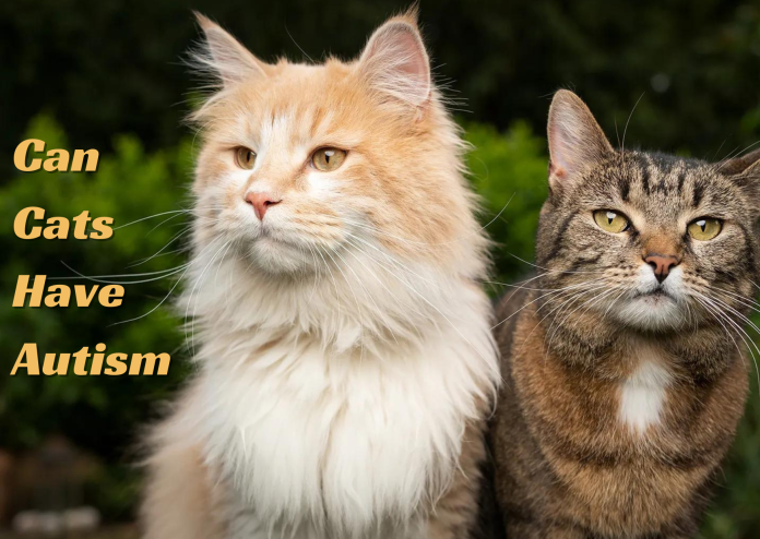Can Cats Have Autism- Everything You Need To Know!